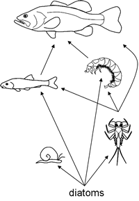 simple stream foodweb